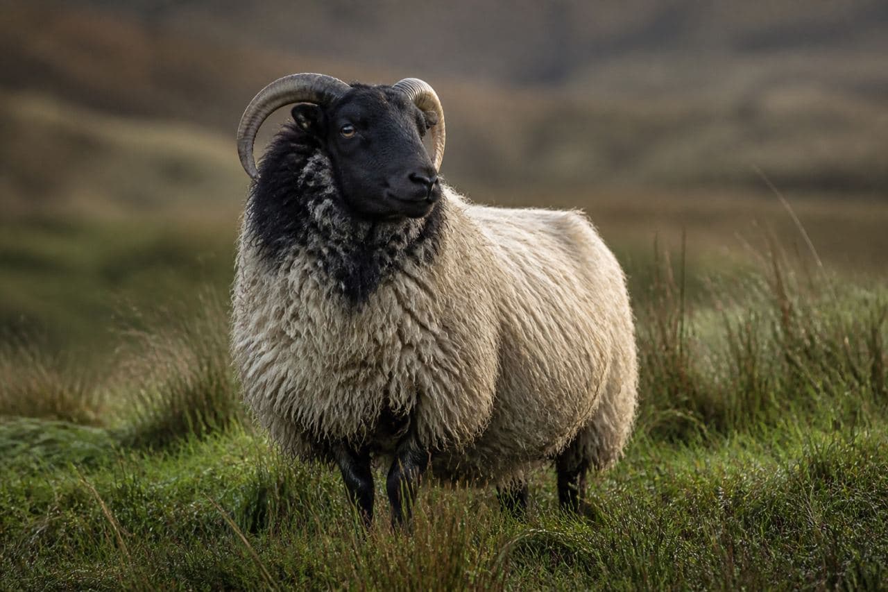 Blackface sheep standing in pasture